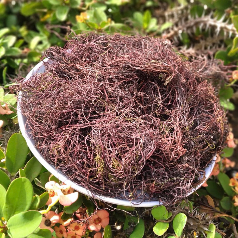 REAL RAW SEA MOSS | PURE ORGANIC WILDCRAFTED SUPERFOOD | ALLERGIES, CLEAR SKIN, EGG REPLACEMENT, ENERGY, HAIR GROWTH, IMMUNUNTIY | 2 oz.