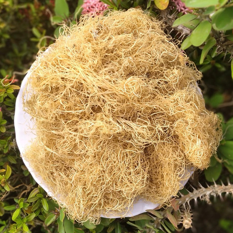 REAL RAW SEA MOSS | PURE ORGANIC WILDCRAFTED SUPERFOOD | ALLERGIES, CLEAR SKIN, EGG REPLACEMENT, ENERGY, HAIR GROWTH, IMMUNUNTIY | 2 oz.